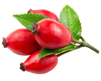 Rosehip