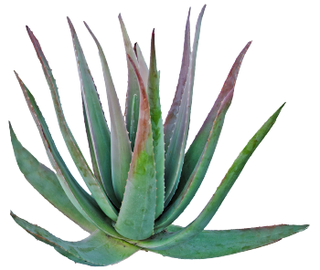 Agave syrup