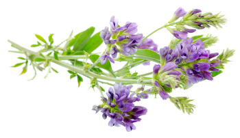 Alfalfa leaves powder