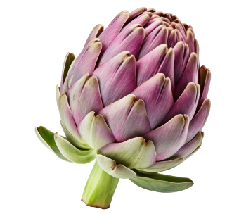 Artichoke Extract