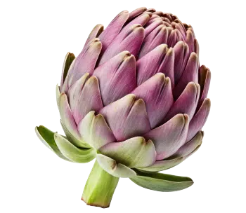 Artichoke Extract