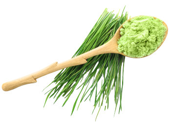 Barley grass powder