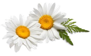 Chamomile extract