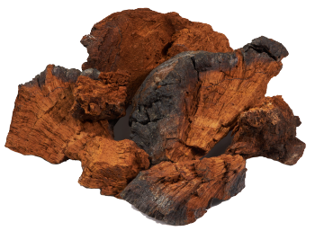 Chaga mushroom