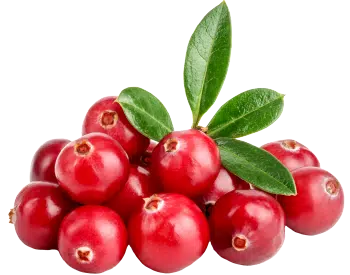 Cranberry Extract