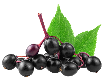 Elderberry Extract