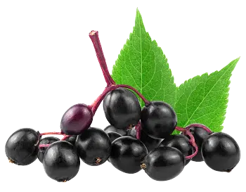 Elderberry Extract