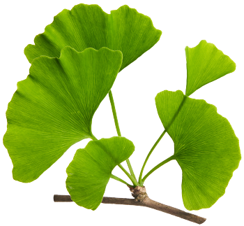 Ginkgo biloba extract