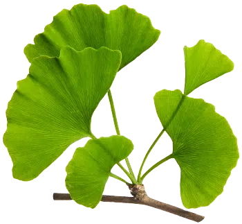 Ginkgo biloba