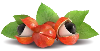 Guarana