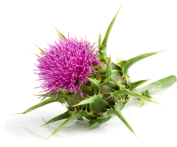 Milk Thistle