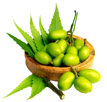 Neem oil