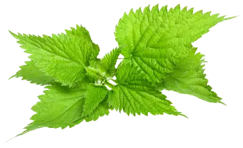 Nettle leaf extract