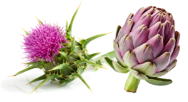 Milk thistle and artichoke extract