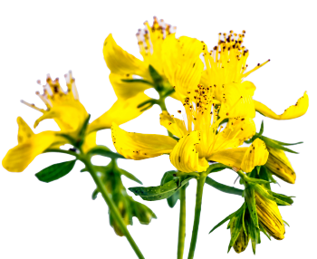 Hypericum perforatum (St John's Wort)