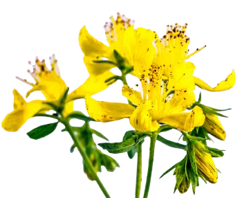 Hypericum perforatum (St John's Wort)