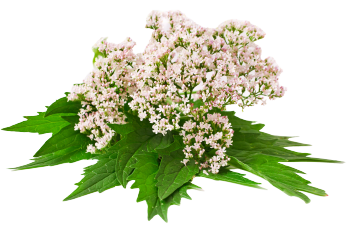 Valerian extract