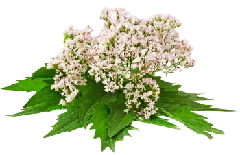 Valerian extract