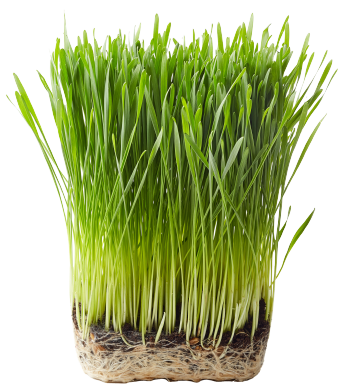 Wheat grass